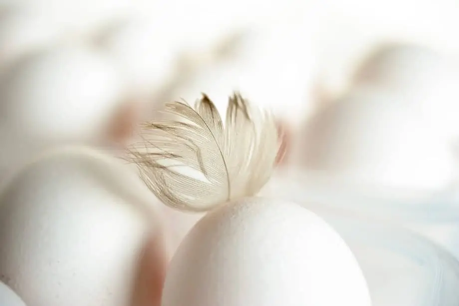 crated white eggs
