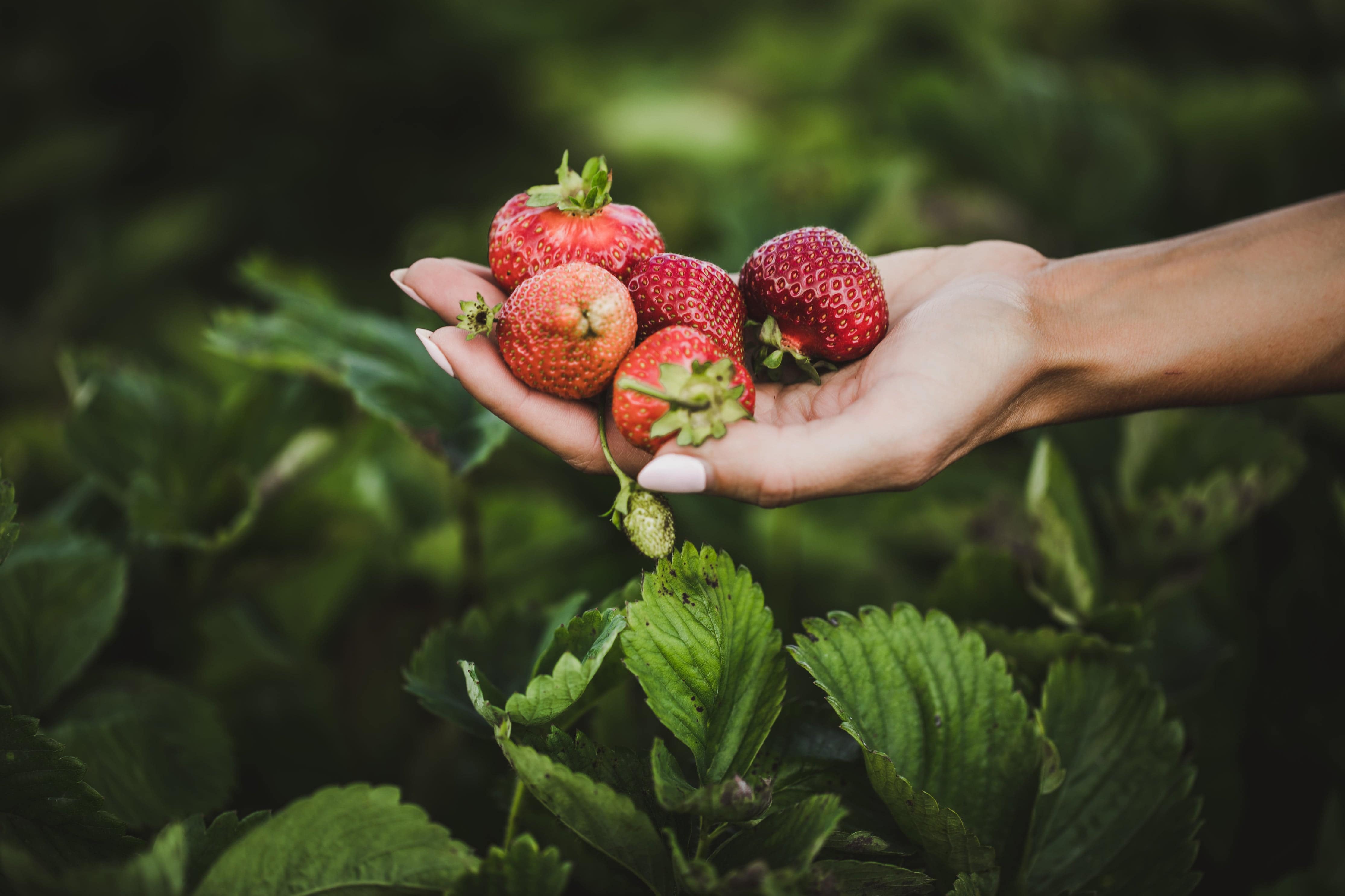 The Bounty of Farmer’s Markets