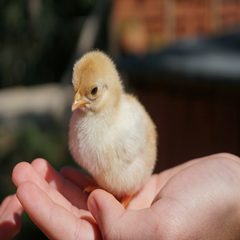 fragile young peepie bird